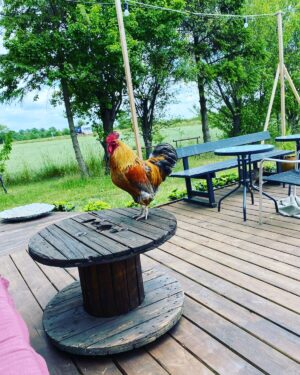 Fællesspisning med tarteletter høns i asparges d 24/10-2025 (barn 2-10 år)